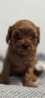 Cavapoo - 6
