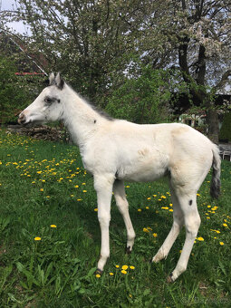 Klisničky Appaloosa k zamluvení - 6