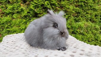 Zakrslý králík, králíček -(TEDDY)-OLINA A OLAF - 6