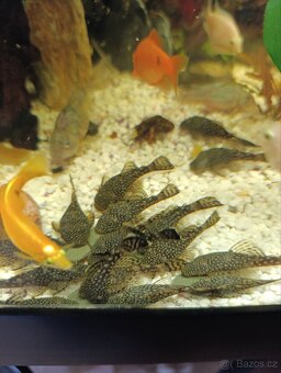 Ancistrus krunyřovec 3 az 5cm - 6