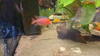 Prodám Malawi a Tanganiku - 6