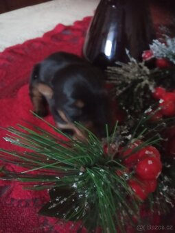 Trpasličí pinč - 6