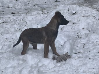 Belgicky ovcak malinois - 6