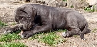 Cane Corso - 6