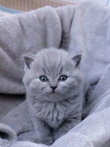 Britská modrá koťata krátkosrstá - 6