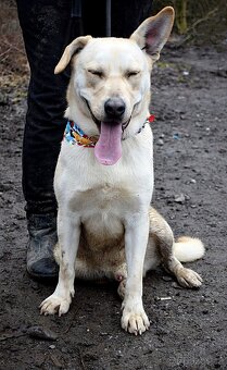 DELISO K ADOPCI - 2 ROKY, HODNÝ, KLIDNÝ,KONTAKTNÍ - 6