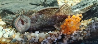 Ancistrus sp. - 6