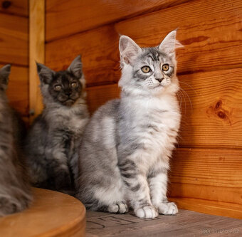 Mainská mývalí koťátka s PP - 6