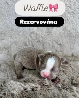 Bostonský teriér s PP - 6