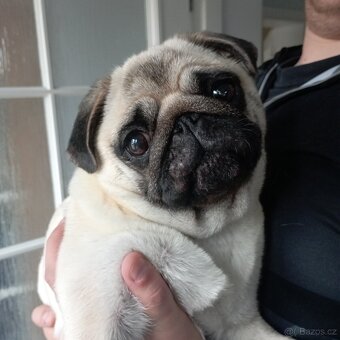 MOPS ŠTĚNĚ s PP - 6