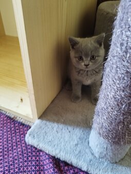 Britská koťátka - 6