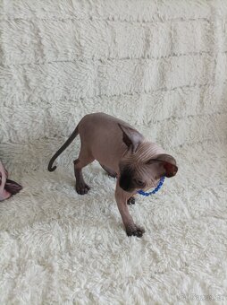 Kanadsk sphynx - 6