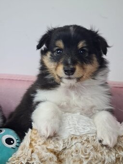 Sheltie Shetlandský ovčák - 6