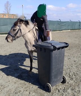 Polský pony - kobylka - 6