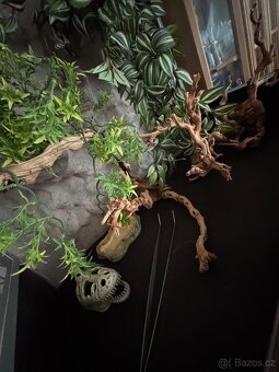 Terárium - 6