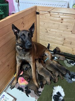 Belgický ovčák malinois - 6