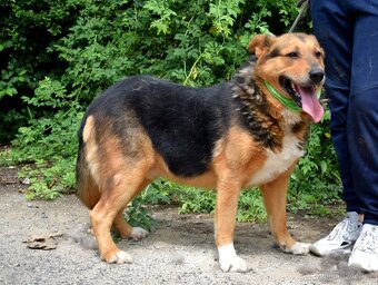 NAVARO - 3 ROKY, KAMARÁDSKÝ,HODNÝ,VHODNÝ K RD - 6
