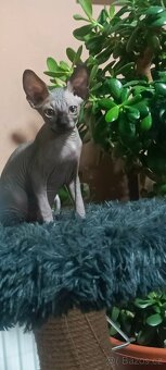 Kanadský sphynx - 6