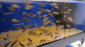 Malawi ... Fossorochromis rostratus vel. 9-11cm - 6