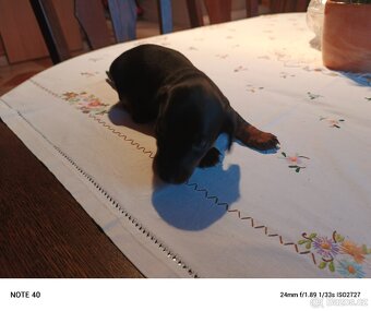 Trpasličí jezevčík - 6