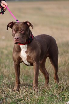 American Bully XL - 6