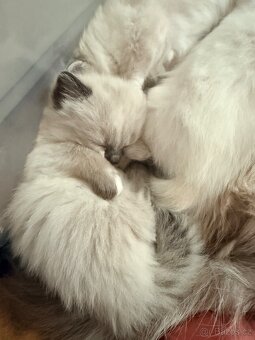 Ragdoll koťata bez PP - 6