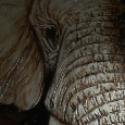 Obraz slona - 6