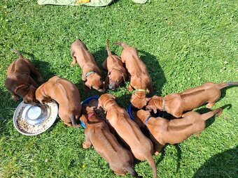 Rhodéský ridgeback - 6