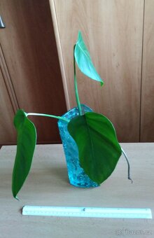 Monstera deliciosa pokojovka zakořeněná na zasazení - 6