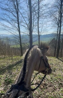 Pony valach - 6