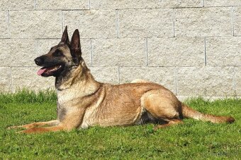 Malinoiska Naomi hledá domov - 6