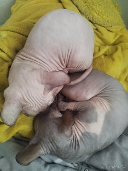 Don sphynx - 6