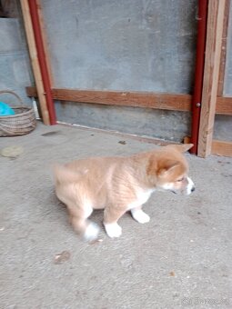 Shiba inu štěňata - 6