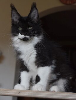 Mainská mývalí koťátka s PP - 6