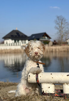 LAGOTTO ROMAGNOLO STENIATKO s PP - 6