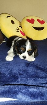 Cavalier king Španiel - 6