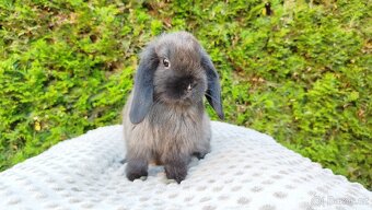 Zakrslý beránek, králíček, králík - PATRIK - 6