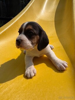 Beagle - 6