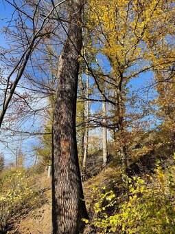 Prodám lesní pozemek na k. ú. Mikulovice u Jeseníka - 6
