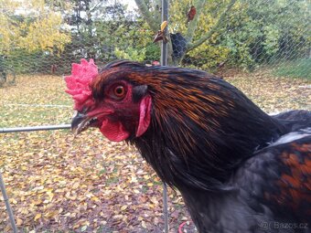 Velký kohout 3x - 6