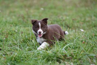 Štěňátko border kolie - 6
