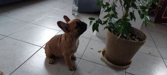 Francouzský buldoček - 6