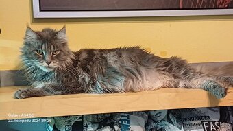 Mainská mývalí koťátka koťata kocourci MCO Maine Coon - 6
