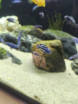 Tlamovci (melanochromis maingano) - 6
