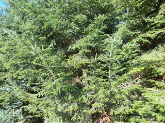 Jedlové větve. - 6