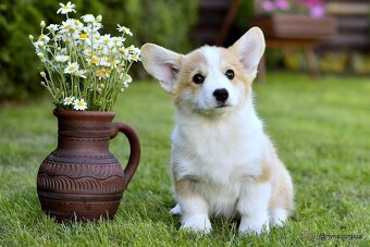 WELSH CORGI PEMBROKE S PP - 6
