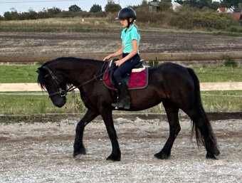 Fellský pony - 5 letá klisna - 6