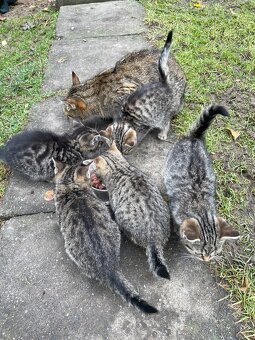 Darujeme koťátka - 6