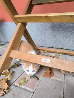 Zdravá & hravá KOŤÁTKA - 6