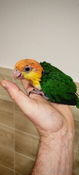 Amazonek bělobřichy - 6